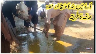 Ruminal impaction in cow gastric lavage  Gastic Suctioning gay main Bun ka elaj Dr MAsif [upl. by Chara]