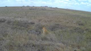 Tanzania Lion attack Serengeti leeuw valt aan [upl. by Ahtivak472]