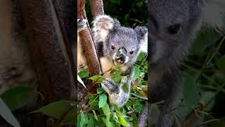 3 Incredible Facts About Koalas  Discover the Secrets of These Adorable Aussie Icons [upl. by Nashbar342]