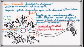 Best Action Potential explanation [upl. by Xavier]