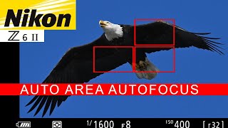 Nikon Z6II for Wildlife Photography  Auto Area Autofocus Review  Nikon 200  500 [upl. by Weiner]