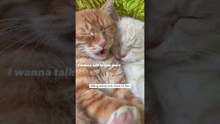 1 send to your pookie catmemes relationshipmemes couplememes sendtoyourcrush relationshiptips [upl. by Kendal]