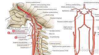 Ophthalmic artery branches in face 2 [upl. by Turne]