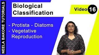 Biological Classification  NEET  Protista  Diatoms  Vegetative Reproduction  Neela Bakore [upl. by Crocker]