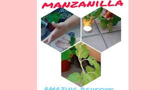 How to use manzanilla plant [upl. by Ynej]