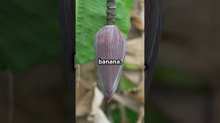 Bananas The True Berries 🍌  Surprising Fruit Facts fruitfacts botanicalscience [upl. by Nilatak]