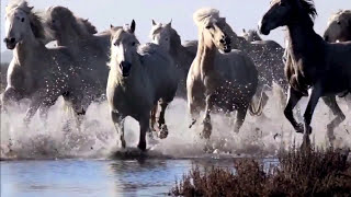 Cavalo Marinho  Rainer Scheurenbrand [upl. by Notelrac]