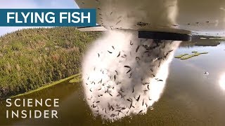 Why Utah Drops Fish Out Of Airplanes Into Their Mountain Lakes [upl. by Nunes]