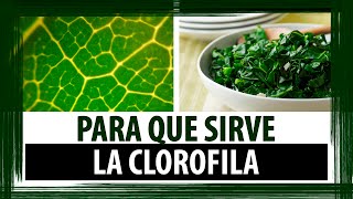 PARA QUE SIRVE LA CLOROFILA  PROPIEDADES BENEFICIOS Y CONTRAINDICACIONES DE LA CLOROFILA [upl. by Hecht590]