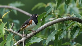 20240626 eastern towhee singing with a red seed stuck to the top of his beak [upl. by Elexa]