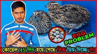 কেন কোয়েল পাখি ডিম দেয় না বা বন্ধ হয়ে যায়😭Quail birds dont lay eggs  Egg laying problem⚡jactok [upl. by Nylatsirk457]