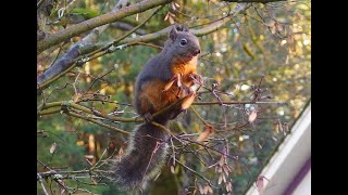 Truffles the Douglas squirrel enjoys Japanese Maple seeds [upl. by Chemosh]