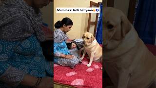 Khubsurat 😍  labra rubi  youtubeshorts shorts labrador dog cute viralsongs trending [upl. by Refinneg515]