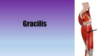 Muscle Actions Gracilis [upl. by Eicnarf598]