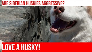 Siberian Huskies Friendly amp Gentle or Prone to Aggression [upl. by Ytnom]