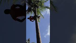 Coconut Farming 🇹🇿 shorts  Acrobatics and Crazy Songs [upl. by Ennayr]