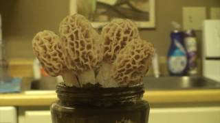 Grow Morel Mushrooms at home [upl. by Onailimixam391]