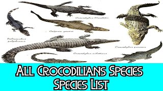 All Crocodilians Species  Species List [upl. by Isdnyl]