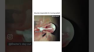 Muscles responsible for eyeball 👁️ movement shortvideo viralvideo youtubeshortsEye muscles [upl. by Isyad]