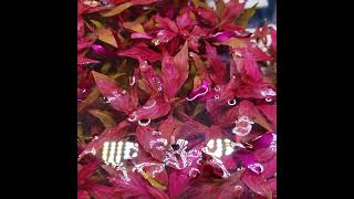 Red EASY to Keep Aquarium Plant  3 Types of Alternanthera Reineckii [upl. by Towill113]