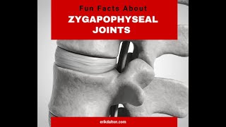 Fun Facts About Zygapophyseal Joints Z Joints  Erik Dalton [upl. by Niwrad]