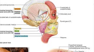 Orbicularis oris 3 [upl. by Dannye]