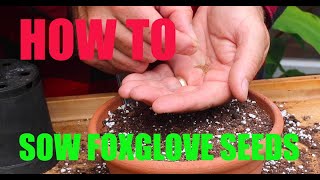 How to sow foxglove seeds [upl. by Sidwohl]