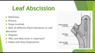 Leaf AbscissionProcessSteps involved Role of plant hormonesDiagram notes [upl. by Gorski]