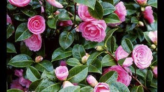 How to grow Camellia plant  how to care Camellia plant [upl. by Nessnaj]