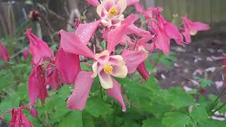 Rose Pink And Ivory Columbine Aquilegia caerulea KIRIGAMInature beautiful flowers plants [upl. by Eixid986]