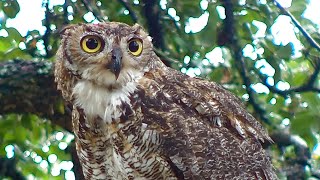 Great horned owl eating a bird [upl. by Niamrej855]