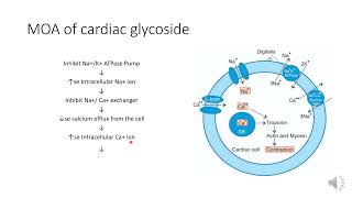 Pharmacology of cardiac glycoside and used in the treatment of congestive heart failure [upl. by Eceinart250]