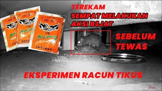 Review Racun Tikus MaoWang Beras Pink  Terbukti AMPUH Bunuh Tikus [upl. by Lletnom489]