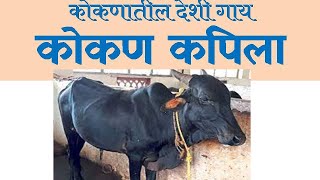 कोकण कपिला Konkankapila cattlebreed DBSKKV Dapoli [upl. by Ardle88]