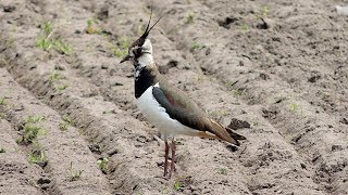 Northern Lapwing  Kiebitz  Vanellus vanellus  calling [upl. by Elladine]