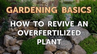 How to Revive an Overfertilized Plant [upl. by Naols]