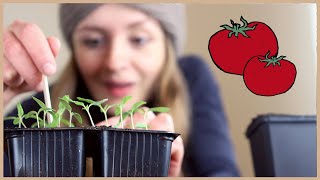 Tomaten aussäen und vorziehen Schritt für SchrittAnleitung 🍅 [upl. by Naji]