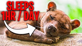 Fossa Animals Do Things You NEVER Knew About [upl. by Notsur]