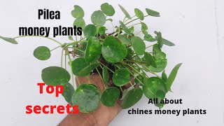 Care Money Plant  How to grow and care chinese money plant pilea in hindi [upl. by Esom]