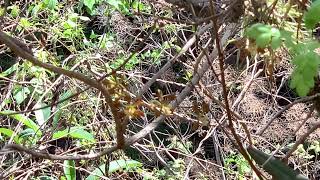 Prosthechea radiata y Encyclia Meliosma insitu [upl. by Loats]