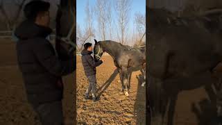 Best Wild Horses Mare Compilation of some Wild Horse Fights Video 312 [upl. by Standish300]