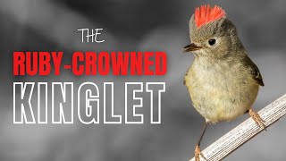 Rubycrowned Kinglet  Tiny Bird with a Big Song [upl. by Roselin]