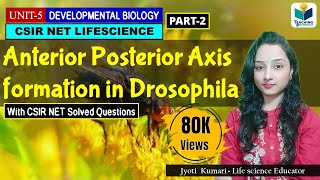 ANTERIORPOSTERIOR AXIS FORMATION IN DROSOPHILA PART2  CSIR NET DEVELOPMENTAL BIOLOGY [upl. by Noyart71]