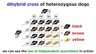 Beyond Mendelian Genetics Complex Patterns of Inheritance [upl. by Angele646]