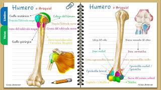 Anatomía del Humero o Braquial  Fácil y didáctico [upl. by Ennaesor]