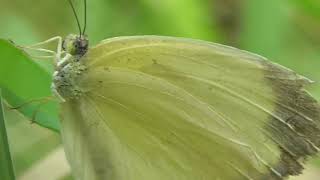 Whites and Yellows Unite The Dazzling World of Pieridae Insect [upl. by Nyleaj]