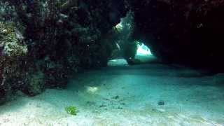 Biggest Moray Eel Ive Ever Seen [upl. by Siskind782]