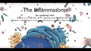 The inflammasome signalling pathway updated [upl. by Allehcram]