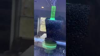 Aquarium rack 20g tanks Auto water change￼ Inspired by Foisy Aquatics￼ Aquarium Coop filters￼￼ [upl. by Artenra]