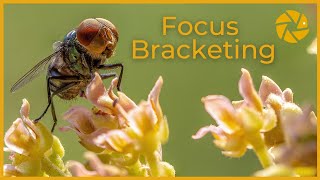 Focus Bracketing  SETTINGS and step by step EDIT Focus Stacking [upl. by Attenaz]